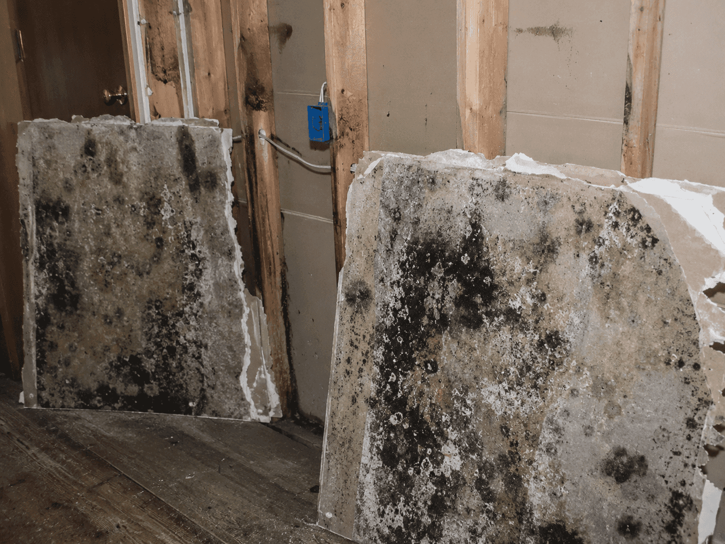 Moldy drywall with exposed studs.