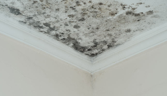 Mold Remediation