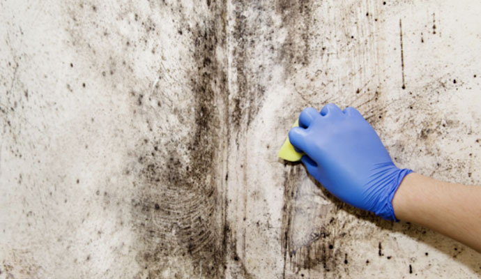 Mold Removal & Remediation in Greater Boston, MA